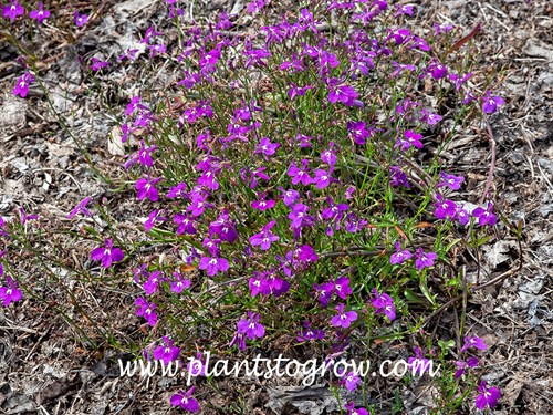 Laguna Ultraviolet Lobelia (Lobelia erinus)